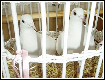 wh_doves_in_cage